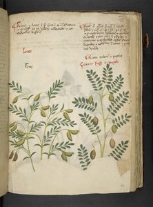 أضف MS 41623 f.116r 