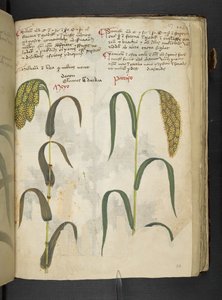 أضف MS 41623 f.117r 