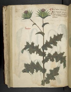 إضافة MS 41623 f.117v Thistle 'Aherbal'، Belluno (حبر ولون على الرق) بواسطة المدرسة الايطالية