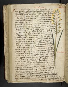 أضف MS 41623 f.119v 