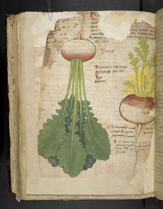 أضف MS 41623 f.126v 