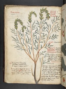 أضف MS 41623 f.18v A عشبي ، Belluno (حبر ولون على ورق) بواسطة المدرسة الايطالية