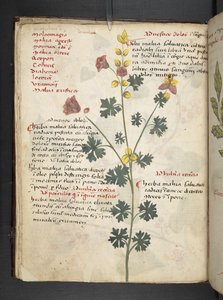 إضافة MS 41623 f.19v A عشبي، Belluno (حبر ولون على الرق) بواسطة المدرسة الايطالية