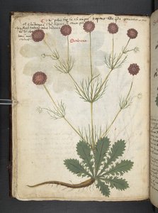 أضف MS 41623 f.26v A عشبي ، Belluno (حبر ولون على ورق) بواسطة المدرسة الايطالية