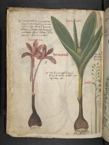 أضف MS 41623 f.34v "A herbal" ، Belluno (حبر ولون على ورق) بواسطة المدرسة الايطالية