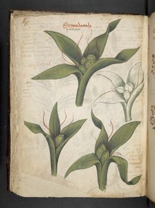 أضف MS 41623 f.36v "A herbal" ، Belluno (حبر ولون على ورق) بواسطة المدرسة الايطالية