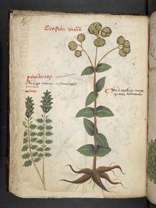 أضف MS 41623 f.37v 
