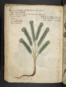 أضف MS 41623 f.39v 