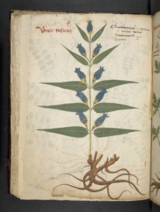 أضف MS 41623 f.41v "A herbal" ، Belluno (حبر ولون على ورق) بواسطة المدرسة الايطالية