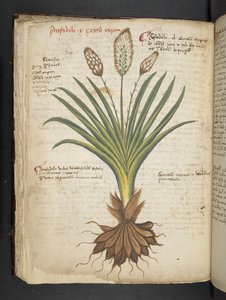 إضافة MS 41623 f.50v 'Aherbal'، Belluno (حبر ولون على الرق) بواسطة المدرسة الايطالية