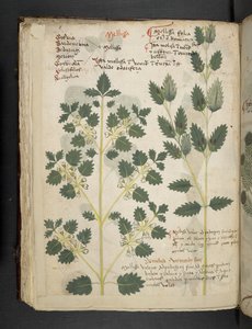 أضف MS 41623 f.52v 