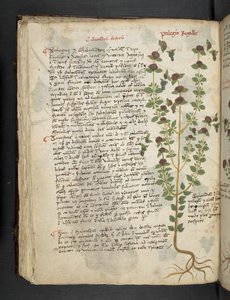أضف MS 41623 f.54v 