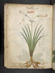 أضف MS 41623 f.64v 