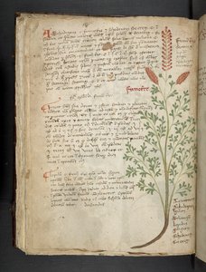أضف MS 41623 f.65v "A herbal" ، Belluno (حبر ولون على ورق) بواسطة المدرسة الايطالية