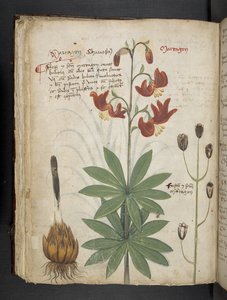 أضف MS 41623 f.66v 