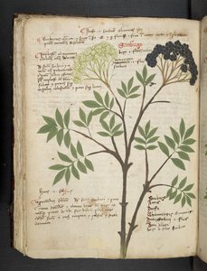 أضف MS 41623 f.72v "A herbal" ، Belluno (حبر ولون على ورق) بواسطة المدرسة الايطالية
