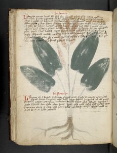 أضف MS 41623 f.80v "A herbal" ، Belluno (حبر ولون على ورق) بواسطة المدرسة الايطالية