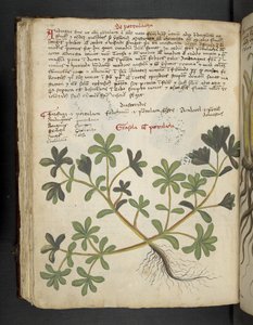 أضف MS 41623 f.81v De Portulaca ، من "A herbal" ، Belluno (الحبر واللون على الرق) بواسطة المدرسة الايطالية