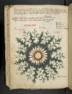 أضف MS 41623 f.97v Carlina ، من "A herbal" ، Belluno (حبر ولون على ورق) بواسطة المدرسة الايطالية