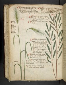 أضف MS 41623 f.98v Orzo ، من "A herbal" ، Belluno (الحبر واللون على الرق) بواسطة المدرسة الايطالية