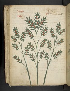 أضف MS 41623 f.99v "A herbal" ، Belluno (حبر ولون على ورق) بواسطة المدرسة الايطالية