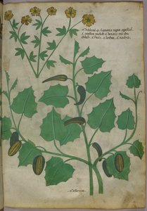 رسم توضيحي نباتي، حوالي عام 1440 (حبر وألوان على ورق الرق) بواسطة المدرسة الايطالية