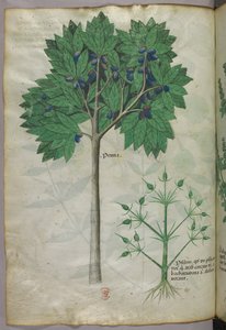 رسم توضيحي نباتي لشجرة فاكهة ونبات، حوالي عام 1440 (حبر ولون على ورق رَقِّي) بواسطة المدرسة الايطالية