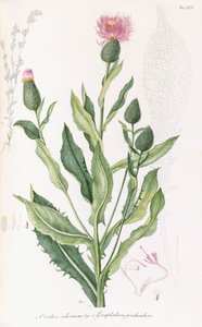 Cardus cichoraceus و Gnaphalium penduculare ، 1811-1838 بواسطة المدرسة الايطالية