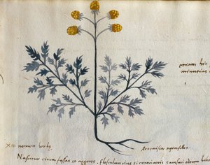 سمك القد. 2007 الأرطماسيا ، نبات طبي من "Herbarium Apulei Platonici" (ألوان مائية وحبر على رق) (تفاصيل 415715) بواسطة المدرسة الايطالية