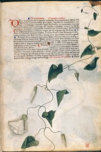 نبات اللبلاب ، رسم توضيحي من "Carrara Herbal" ، بادوفا ، حوالي 1400 (قلم وحبر مع ذهب على ورق) بواسطة المدرسة الايطالية