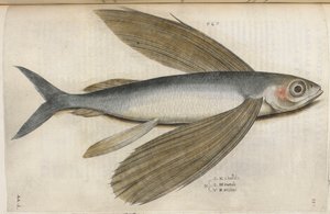 الأسماك الطائرة ، رسم توضيحي من "Aquatilium Animalium Historiæ Liber primus" ، بقلم إيبوليتو سالفياني بواسطة المدرسة الايطالية