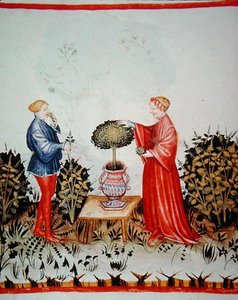 Fol.39v جمع Basilicum Curatum ، رسم توضيحي من "Tacuinus Santiatis Code of Vienna" (على الرق) بواسطة المدرسة الايطالية