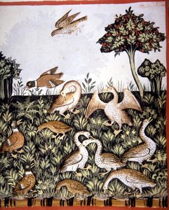 Fol.69v البط والإوز ، رسم توضيحي من "Tacuinum Santiatis Codex Vindobonensis" (ورق) بواسطة المدرسة الايطالية