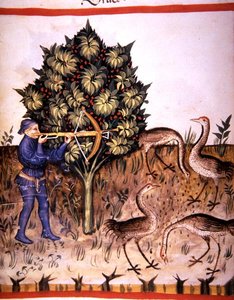 Fol.70v رافعة صيد ، رسم توضيحي من "Tacuinum Santiatis Codex Vindobonensis" (رق) بواسطة المدرسة الايطالية