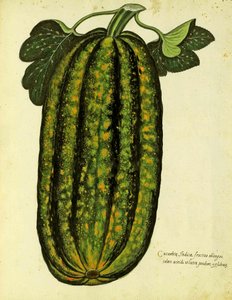قرع مستطيل أخضر من قبل Ulisse Aldrovandi (1522 - 1605) لوحة نشرت في Piante Fiori Frutti (نقش ملون باليد). بواسطة المدرسة الايطالية