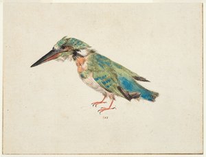 الرفراف، c.1650-99 (طباشير أسود، ألوان مائية، لون الجسم على ورق ممدود، مع خطوط تأطير بالحبر البني على ثلاث حواف) بواسطة المدرسة الايطالية