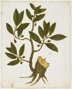 شجرة الغار (Laurus nobilis) (مرحاض وحرارة على ورق) بواسطة المدرسة الايطالية