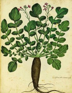 الفجل الأسود الطويل بواسطة Ulisse Aldrovandi بواسطة المدرسة الايطالية