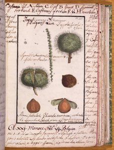السيدة 115 كستنائي ، من Dizionario di Botanica (قلم وحبر ومرحاض على ورق) بواسطة المدرسة الايطالية