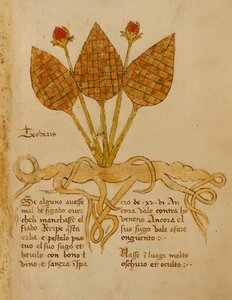 Ms 1591 Fol.19r Herba Teoderis (ورق) بواسطة المدرسة الايطالية