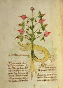 Ms 1591 Fol.6v Herba Chavalaritas Romana ، أواخر القرن الخامس عشر (الرق) بواسطة المدرسة الايطالية