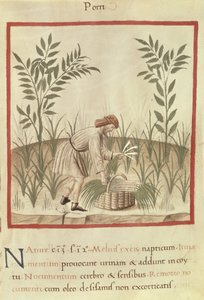 Ms 3054 f.22 حصاد الكراث ، من 