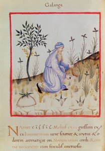 Ms 3054 f.22 حصاد الخولنجان ، من "Tacuinum Sanitatis" (ورق) بواسطة المدرسة الايطالية