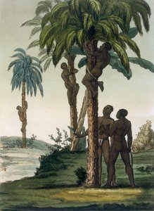 يتسلق السكان الأصليون النخيل باستخدام حبال الرسن حول الوركين ، 1820s بواسطة المدرسة الايطالية
