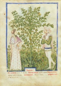 Nouy Acq Lat 1673 fol.28v الكرفس ، من Tacuinum health، c.1390-1400 بواسطة المدرسة الايطالية