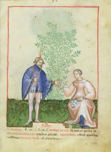 Nouy Acq Lat 1673 fol.83 Rose ، من Tacuinum health ، c.1390-1400 بواسطة المدرسة الايطالية