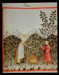 جديد 2644 f.32r جمع DOT Tacuinum صحية الدستور الغذائي بواسطة المدرسة الايطالية