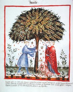 Nova 2644 fol.15v جمع العناب ، من Tacuinum Sanitatis Code Vindobonensis (على ورق) بواسطة المدرسة الايطالية