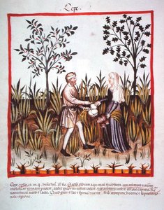 Nova 2644 fol.25v حصاد البصل ، من Tacuinum Sanitatis Code Vindobonensis (على ورق) بواسطة المدرسة الايطالية