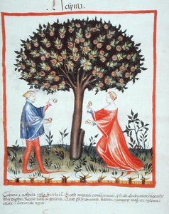 Nove 2644 fol.10v جمع الجوز ، من Tacuinum Hygiene Code Vindobonensis (على ورق) بواسطة المدرسة الايطالية